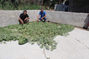 Beton &ccedil;atlaklarından karpuz &ccedil;ıktı