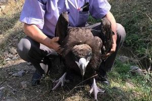 Ankara'da bulunan kara akbaba koruma altına alındı