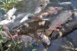 Bursa Karacabey'de balık katliamı sürüyor