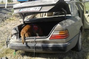 Kazada kopan kulağı, arama- kurtarma köpeği buldu