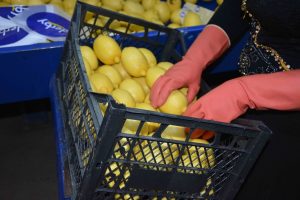 Limon &ccedil;ift&ccedil;inin umudu