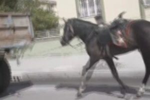 Vicdansız s&uuml;r&uuml;c&uuml; atı kilometrelerce koşturdu!