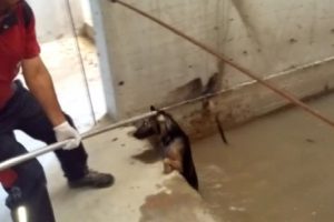 Suda mahsur kalan k&ouml;peğin kurtarılma anı kamerada