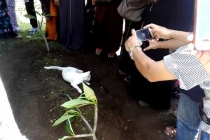 Sahibinin mezarını terk etmedi