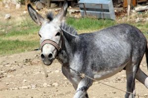 Saldıran eşek sahibinin parmağını kopardı