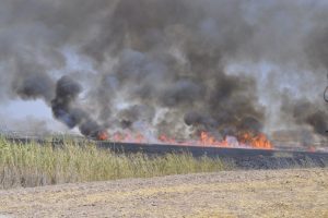 Ankara Mogan G&ouml;l&uuml;'nde sazlık alanlar yandı