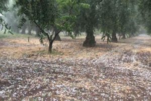 Bursa'da dolu yağışı zeytin ve &uuml;z&uuml;m&uuml; vurdu