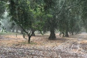 Bursa'nın İznik il&ccedil;esine dolu yağdı