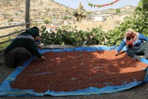 Toroslar'ın sumağı k&ouml;yl&uuml; kadınların elinde "gelin" oluyor