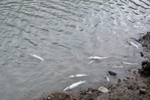 Zonguldak'ta balık &ouml;l&uuml;mleri tedirginliğe neden oldu