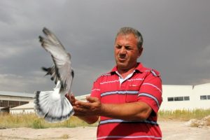 Bulduğu g&uuml;vercinin sahibini arıyor