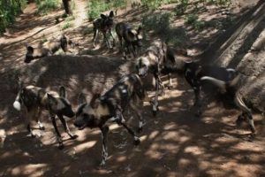 Oxford profes&ouml;r&uuml;n&uuml; sokak k&ouml;pekleri yedi
