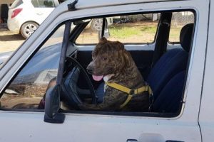 Atına saldıran k&ouml;peği otomobili ile ezdi