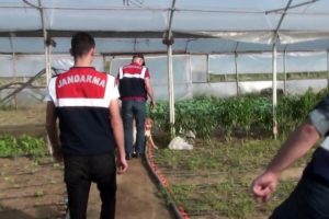 Organik tarım adı altında Hint keneviri yetiştirmişler!