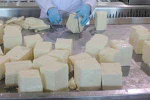 'Ezine peyniri Yunanistan'ın Feta'sına rakip olacak'