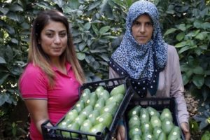 Avokadoda 15 milyon adet &uuml;retim hedefi