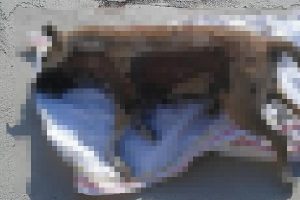 15 sokak k&ouml;peğini zehirlediler iddiası!