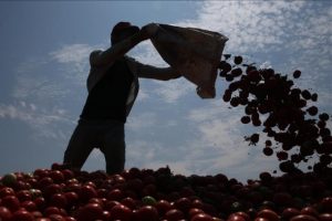 Rusya'ya domates ihracatında 1 Kasım beklentisi