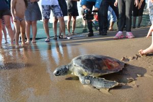 Caretta Caretta yavruları denizle buluştu