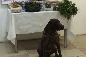 Bursa'da kubar esrar ve kenevir operasyonu!
