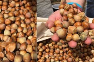 Eyl&uuml;l ayı fındık ihracatı y&uuml;z g&uuml;ld&uuml;rd&uuml;