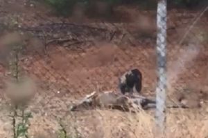 Bursa Uludağ &Uuml;niversitesi'ndeki k&ouml;pekler saldırıları i&ccedil;in soruşturma