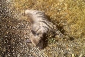 Adıyaman'da &ouml;l&uuml; &ccedil;izgili sırtlan bulundu!