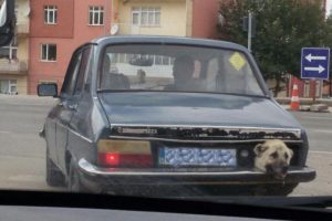 Stop lambası yerine k&ouml;pek kafası