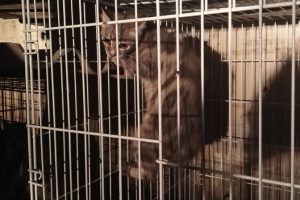 Bursa K&uuml;&ccedil;&uuml;k Kumla'da mahsur kalan kedi kurtarıldı