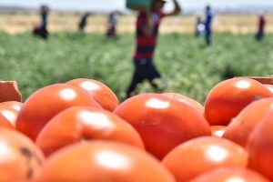 Rusya T&uuml;rkiye'den domates ithalatına yeşil ışık yaktı