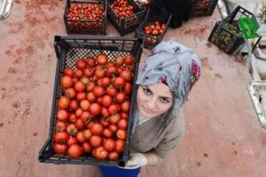 Rusya, T&uuml;rkiye'ye domates i&ccedil;in tarih verdi