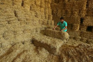 Saman fiyatlarındaki y&uuml;kseliş ithalatla durdu