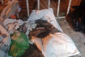 Ankara'da 8 yavru k&ouml;pek &ccedil;&ouml;pte bulundu