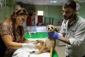 Yaralı sokak hayvanlarının 'kurtarıcı melekleri'