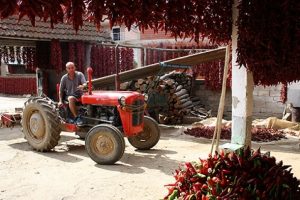 Sırbistan'ın 'biberci k&ouml;y&uuml;' kırmızıya b&uuml;r&uuml;nd&uuml;