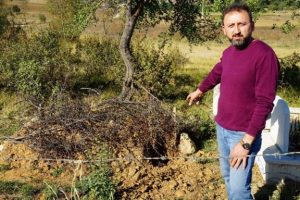 Cesetleri yiyen ayı yeniden ortaya &ccedil;ıktı!