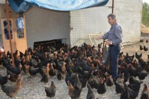 Kızı i&ccedil;in kurmuştu, şimdi &ccedil;iftlik sahibi oldu