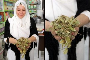 Ihlamur altınla yarışıyor