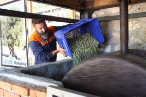 100 yıllık sistemle "zeytin s&uuml;t&uuml;" &uuml;retiyor