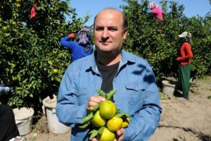 Rekolte azlığı ve paketleme, limon fiyatını artırdı
