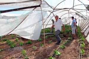 Antalya'da hortum seraları yerle bir etti