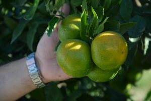 Erkenci mandalina t&uuml;ccardan ilgi bekliyor