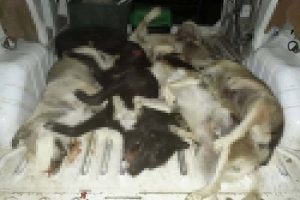 İl&ccedil;ede b&uuml;y&uuml;k tepki: K&ouml;pekler zehirlendi mi?