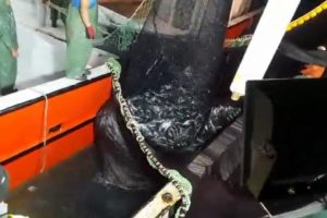 Karadeniz'de palamut bolluğu