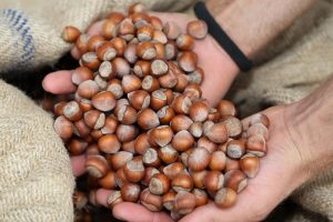 Bayraktar: Fındıkta asıl fiyat istikrarsızlığı konuşulmalı