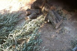 Zeytin fiyatlarına tepkisini ağa&ccedil;larını keserek g&ouml;sterdi