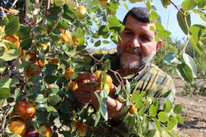 R&uuml;yasında g&ouml;rd&uuml;ğ&uuml; meyveden 250 ton &uuml;retti