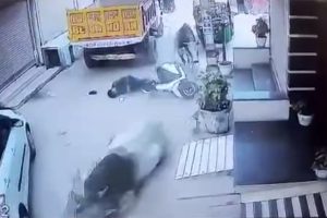 İneklerin kavgasında motosikletli şahıs yaralandı