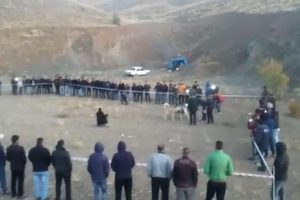 Bahisle k&ouml;pek d&ouml;v&uuml;ş&uuml;ne jandarma baskını