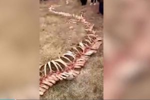 18 metrelik iskelet şaşkına &ccedil;evirdi
